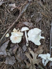 Cuphophyllus angustifolius