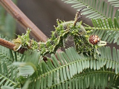Mochlotona phasmatias