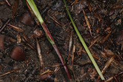 Carex pedunculata