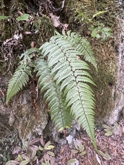 Polystichum wawranum