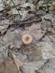 Pseudosperma friabile