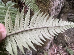 Polystichum wawranum