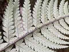 Polystichum wawranum