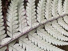 Polystichum wawranum