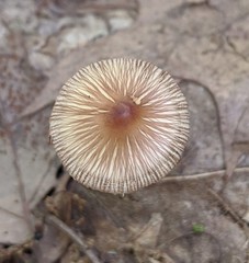 Pseudosperma friabile