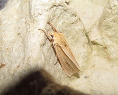 Ichneutica sulcana