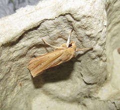 Ichneutica sulcana