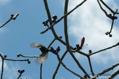 Icterus dominicensis