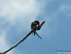 Icterus dominicensis