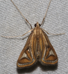 Strepsinoma foveata