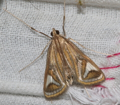 Strepsinoma foveata