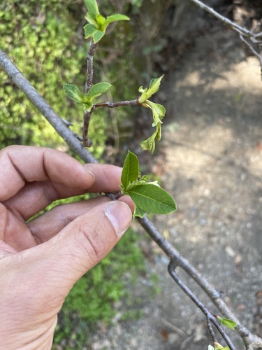 iNaturalist observation photo of Osoberry