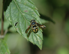 Loyolanthidium