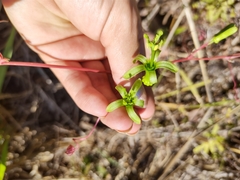 Passiflora viridiflora