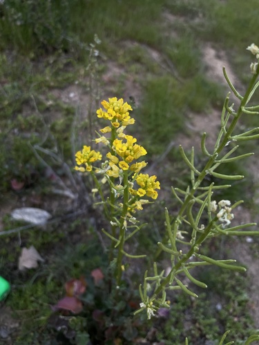iNaturalist observation photo of wintercresses