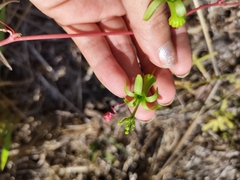 Passiflora viridiflora