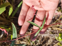 Passiflora viridiflora