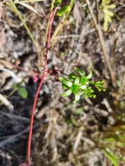 Passiflora viridiflora