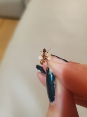 Camponotus festinatus