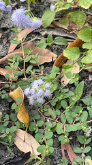 Ageratum houstonianum