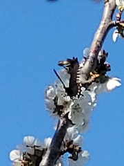 Battus philenor hirsuta