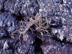 Festuca ammobia