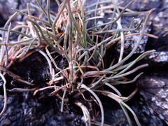 Festuca ammobia