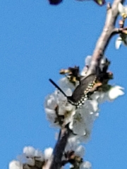 Battus philenor hirsuta