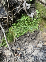 Cryptomitrium tenerum