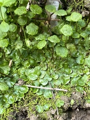 Cryptomitrium tenerum