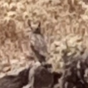 Bubo
