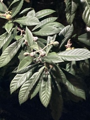 Rhaphiolepis indica var. umbellata image