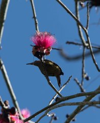 Melanerpes striatus