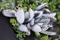 Kalanchoe tomentosa