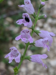 Physostegia intermedia