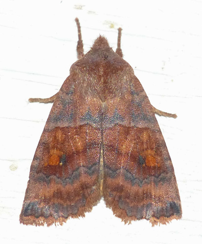 Three-spotted Sallow photo 5