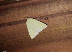 Psilaspilates catillata