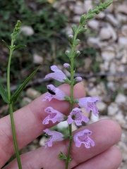 Physostegia intermedia