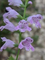 Physostegia intermedia