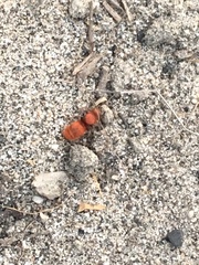 Sphaeropthalma unicolor