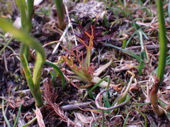 Triphysaria versicolor versicolor