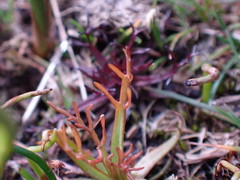 Triphysaria versicolor versicolor