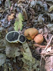 Scleroderma michiganense