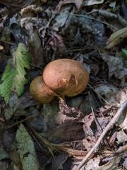 Scleroderma michiganense