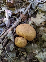 Scleroderma michiganense