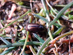 Liothorax alternatus