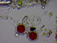 Haematococcus