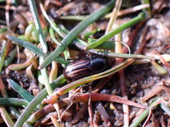 Liothorax alternatus