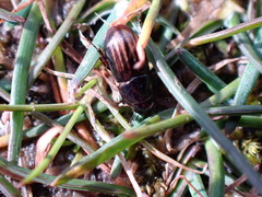 Liothorax alternatus