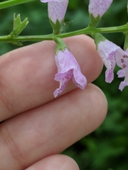 Physostegia intermedia